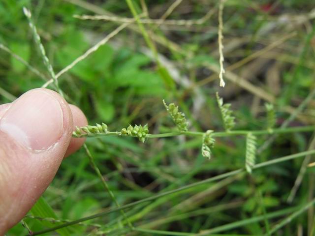 Echinochloa colona